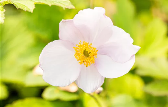 Anemone tomentosa 'Robustissima'