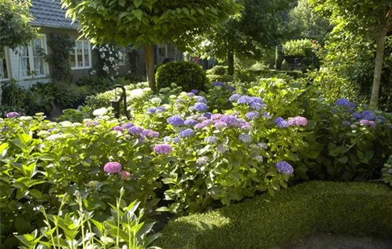 Trees and Shrubs in Spring – It Doesn’t Always Have to Be Flowers Trees and Shrubs in Spring – It Doesn’t Always Have to Be Flowers