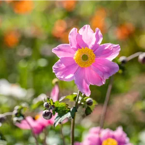 Anemone tomentosa 'Serenade'