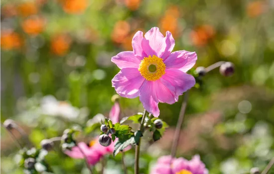 Anemone tomentosa 'Serenade'