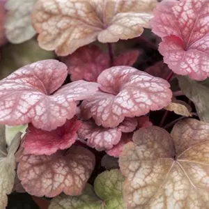 Das Purpurglöckchen – eine Kämpfernatur im Staudenbeet Das Purpurglöckchen – eine Kämpfernatur im Staudenbeet