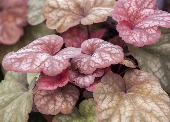 The Purple Bellflower – a Fighter in the Perennial Bed