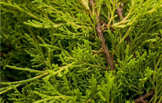 Juniperus chinensis 'Old Gold'