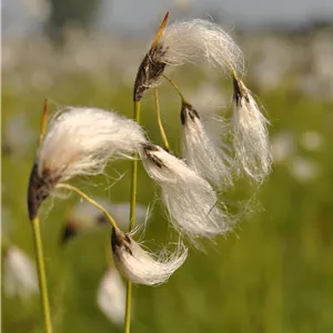 Eriophorum vaginatum Eriophorum vaginatum