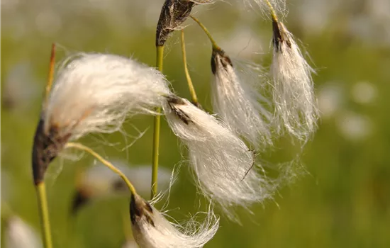 Eriophorum vaginatum
