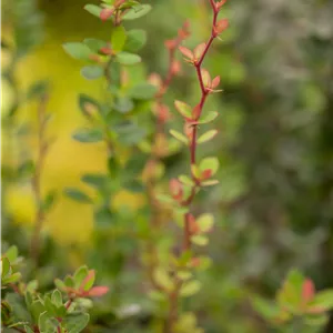 Berberis buxifolia 'Nana' Berberis buxifolia 'Nana'
