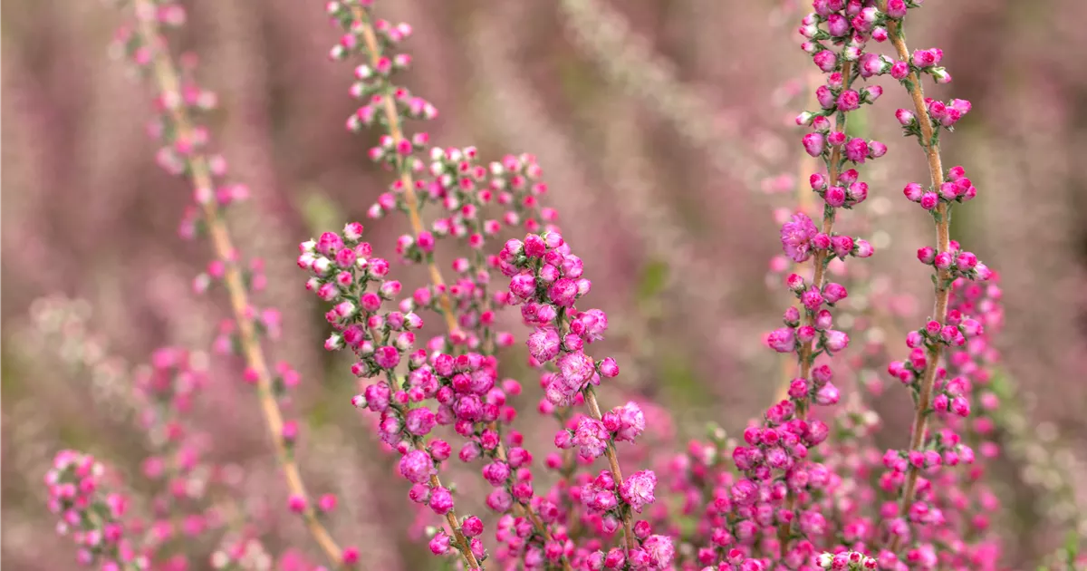 Calluna vulgaris 'Jana'