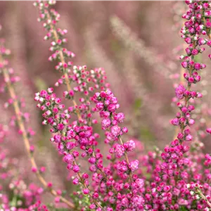 Calluna vulgaris 'Jana'
