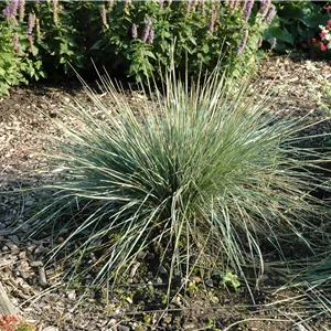 Helictotrichon sempervir.'Saphirsprudel' Helictotrichon sempervir.'Saphirsprudel'