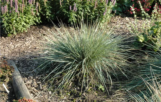 Helictotrichon sempervir.'Saphirsprudel'