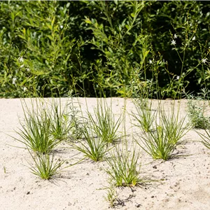 Anthericum liliago