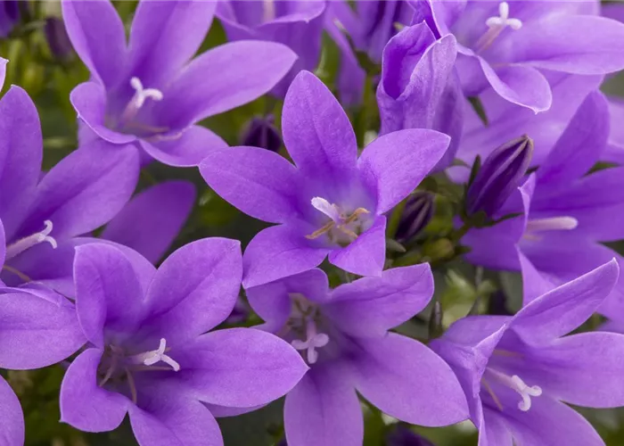 The Bellflower as the Perfect Neighbor in the Garden
