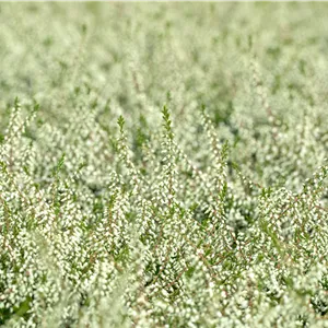 Calluna vulgaris 'Kinlochruel'