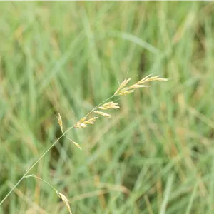 Helictotrichon sempervirens Helictotrichon sempervirens