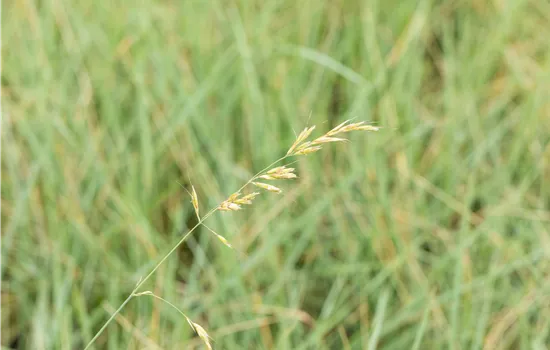 Helictotrichon sempervirens Helictotrichon sempervirens
