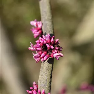 Cercis canadensis 'Forest Pansy'