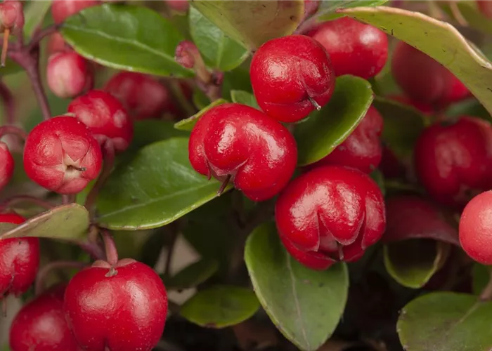 The Christmas Berry – When a Plant Becomes Decoration