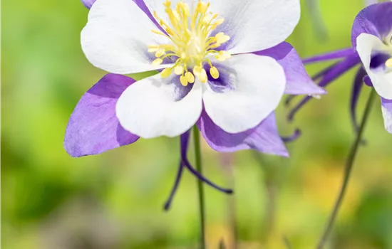 Aquilegia caerulea 'Blue Star'