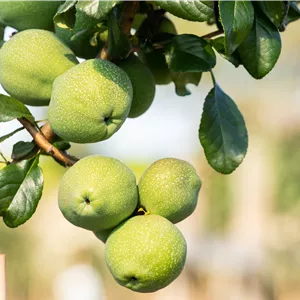 Chaenomeles 'Crimson and Gold' Chaenomeles 'Crimson and Gold'