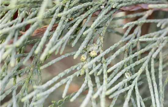 Juniperus virginiana 'Wichita Blue'