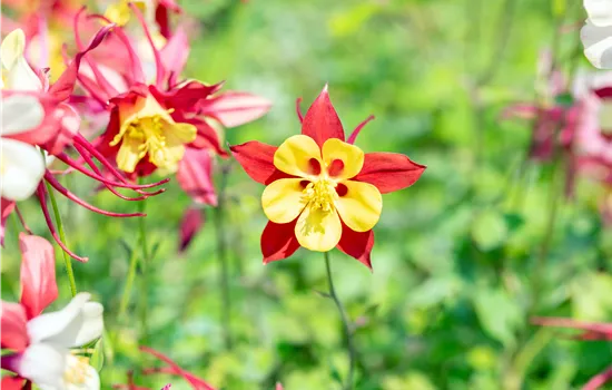 Aquilegia caerulea 'Crimson Star'