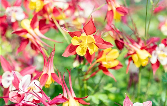 Aquilegia caerulea 'Crimson Star'