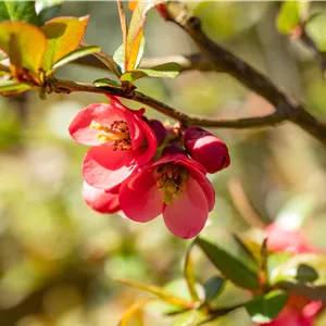 Chaenomeles 'Elly Mossel' Chaenomeles 'Elly Mossel'