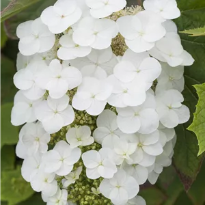Hydrangea quercifolia 'Snowflake' Hydrangea quercifolia 'Snowflake'