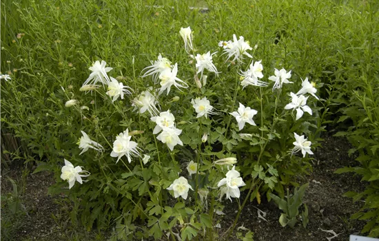 Aquilegia caerulea 'Kristall'