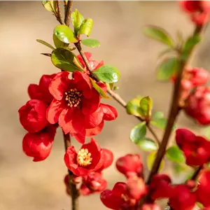 Chaenomeles 'Nicoline' Chaenomeles 'Nicoline'