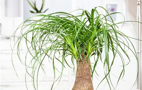 Elephant's Foot: The Thick-Skinned Giant Among Houseplants