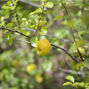 Chaenomeles 'Pink Lady' Chaenomeles 'Pink Lady'