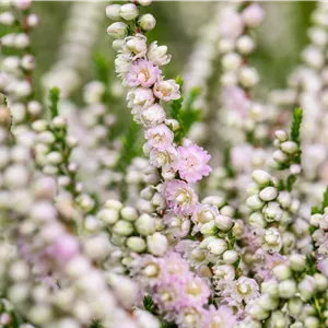 Calluna vulgaris 'Radnor'