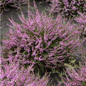 Calluna vulgaris 'Red Favorit'