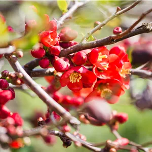 Chaenomeles japonica Chaenomeles japonica
