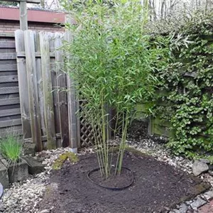 Bambus - Einpflanzen im Garten