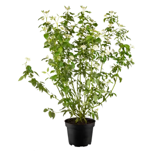 Cornus sericea 'Flaviramea' Cornus sericea 'Flaviramea'