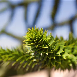 Araucaria araucana Araucaria araucana