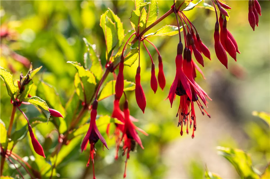 Fuchsia magellanica var. gracilis