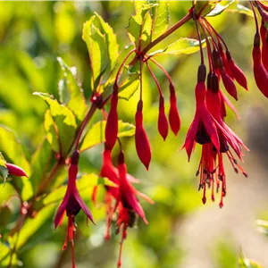 Fuchsia magellanica 'Gracilis' Fuchsia magellanica 'Gracilis'