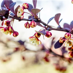 Berberis thunbergii 'Atropurpurea'