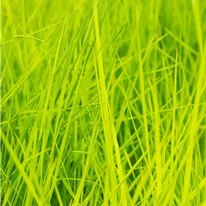 Deschampsia cespitosa 'Goldschleier' Deschampsia cespitosa 'Goldschleier'