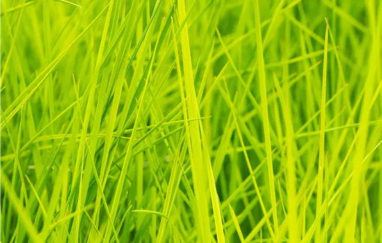 Deschampsia cespitosa 'Goldschleier'