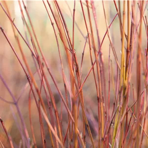 Cornus sericea 'Kelseyi' Cornus sericea 'Kelseyi'