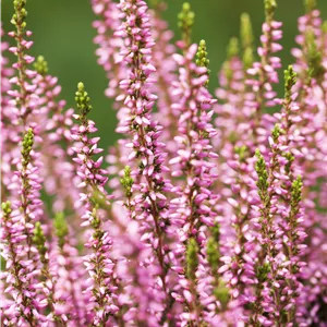 Calluna vulgaris 'Rosita' -S-