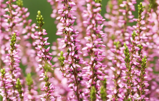 Calluna vulgaris 'Rosita' -S-
