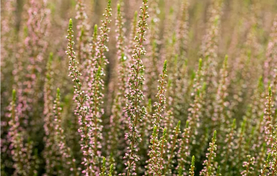 Calluna vulgaris 'Rosita' -S- Calluna vulgaris 'Rosita' -S-