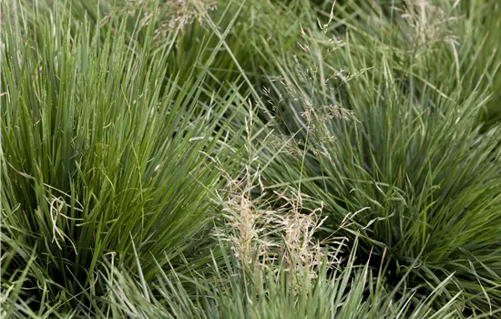 Deschampsia cespitosa 'Tardiflora'