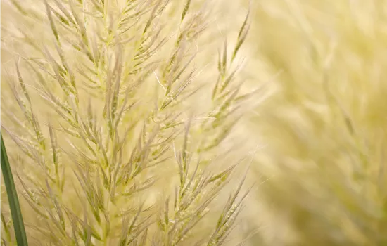 Cortaderia selloana 'Evita' -R- Cortaderia selloana 'Evita' -R-