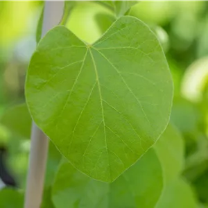 Aristolochia durior Aristolochia durior